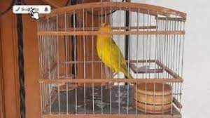 Maybe you would like to learn more about one of these? Descargar Mp3 Canto De Canario Criollo Gratis Mp3bueno Site