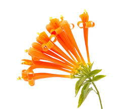 Image result for Pyrostegia