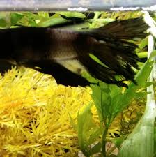 Betta Turning White Almost Clear Freshwater Fish Disease And Fish Health Forum 260100