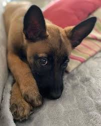 5 Simple Things You Can Do To Make Your Dog Live Longer In 2020 Malinois Dog Malinois Puppies Belgian Malinois Dog