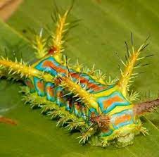 Explore tweets of bulu bulu kehidupan @ulat_bulu_bulu on twitter. Ulat Bulu Photos Facebook