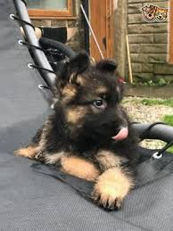 Hello and welcome to aldamar german shepherds, a top world class german shepherd breeder in texas. 55 Long Haired German Shepherd Puppies Pictures L2sanpiero