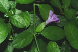 Image result for Barleria pseudosomalia