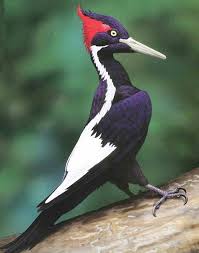 The World S Rarest Birds By Erik Hirschfeld Most Endangered Animals Endangered Animals Extinct Animals