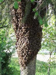Check spelling or type a new query. Bees In A Tree Trunk Lineage Tree Care