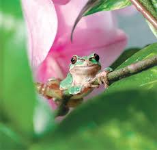 The day on which insects appear from their holes in the earth. 6ì¼ ê²½ì¹© ê²¨ìš¸ìž  ê¹¬ ì²­ê°œêµ¬ë¦¬ ë‰´ìŠ¤ ë™ì•„ë‹·ì»´