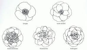 Epingle Par Paris Sur Bold And Beautiful Camellias Comment Dessiner Une Fleur Dessin Fleur Manche A Fleur