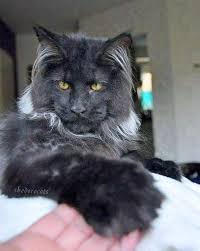 Maine coon cats are a longhaired, large cat breed. Pin On Maine Coons