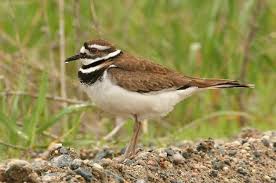Free for commercial use no attribution required high quality images. Killdeer Attracting Birds Birds And Blooms
