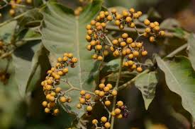 Image result for Harungana madagascariensis