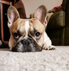 Here are the puppies from espresso frenchies! Our Furry Friends Dis Orientation Guide Washington University In St Louis