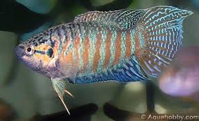 Paradise Fish Macropodus Opercularis Tropical Fish Aquarium Betta Fish Types Aquarium Fish