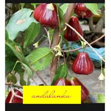 Tapi ada juga yang mengenalnya sebagai jambu mede atau jambu mete lho, karena biji kacang. Jual Bibit Jambu Air Coklat Terbaru Lazada Co Id