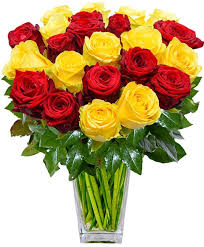 Spediscifiori.com » rose » rose rosse » mazzo di 24 rose rosse. Mazzo Di Rose Rosse E Gialle Con Verde Decorativo Alla Base
