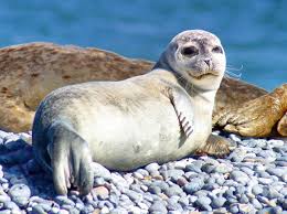 Strandhotel helgoland is an accommodation in heligoland. Kattobello Junger Seehund Am Strand Von Helgoland Wandbild Homedecor Einrichtung Walldecor Wallpicture Poster Maritim Fe Seehund Helgoland Wassertiere