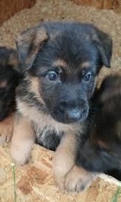 Feel free to browse hundreds of active classified puppy for sale listings, from dog breeders in pa and the surrounding areas. Puppies For Sale Under 200 Near Me Cheap Online