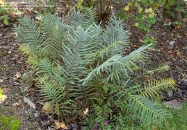 Image result for Pleopeltis