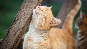 Cat Spraying Marking How To Stop It Purina