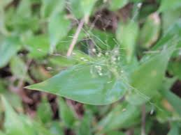 Image result for Panicum brevifolium