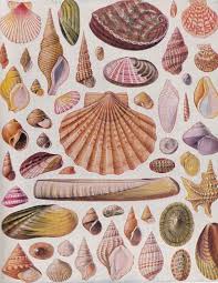 Shells Of Shellfish Seashell Illustration Shell Art Shell Drawing