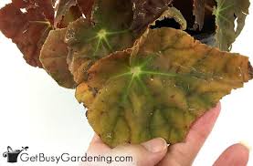Check spelling or type a new query. Begonia Plant Care How To Grow Care For Begonias
