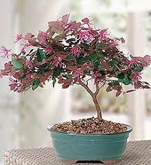But plants at bonsai plants nursery flowers a lot and flower fast. Bonsai Trees Bonsai Plants 1 800 Flowers Com The Bonsai Gallery Bonsai Tree Outdoor Bonsai Tree Bonsai Plants