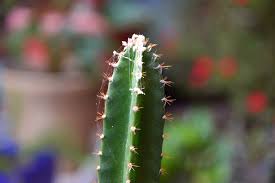 Pots the size of the pot is very important for the cactus. Guest Post How To Save Dying Cactus
