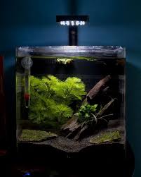 4 Gallon Tank Oceanic Systems Inc Evolve 4 Led Light Aquarium Kit Aprox 55 Good Betta Tank Live Plants 2 In 2020 Aquarium Fish Tank Betta Aquarium Aquarium