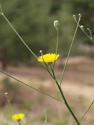 Image result for Bothriocline quercifolia