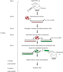 Flow Chart Of Steps Required To Create T Cell Receptor