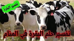 فإن رأت العزباء في منامها بقرة جميل فإن حلمها. Ø­Ù„Ù… Ø§Ù„Ø¨Ù‚Ø±Ø© Ù„Ù„Ù…ØªØ²ÙˆØ¬Ø© ÙˆØ§Ù„Ø¹Ø²Ø¨Ø§Ø¡ ØªÙØ³ÙŠØ± Ø´Ø±Ø§Ø¡ Ø§Ù„Ø¨Ù‚Ø± ÙÙŠ Ø§Ù„Ù…Ù†Ø§Ù… Ù„Ù„Ø±Ø¬Ù„ Ø­Ù„Ù… Ø§Ù„Ø¨Ù‚Ø±Ø© ØªÙ„Ø§Ø­Ù‚Ù†ÙŠ ÙÙŠ Ø§Ù„Ù…Ù†Ø§Ù… Youtube