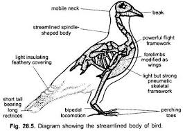 flight or aerial adaptation of birds 2 types vertebrates