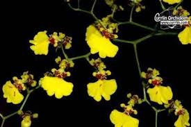 Image result for Ozoroa gomesiana