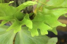 Check spelling or type a new query. Staghorn Fern Propagation Growing Staghorn Fern Plants