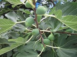 Feigenbaum Dungen Wann Und Womit Feigenbaum Vermehren Feigenbaum Feigenbaum Pflanzen