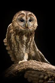 Bird That Sounds Like An Owl In The Morning Pin On Owl Expressions