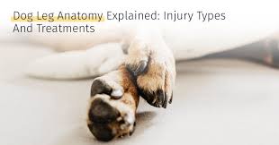He's if you think your cat has a sprained ankle, consult a vet. Dog Leg Anatomy Explained Injury Types And Treatments Medrego Guide