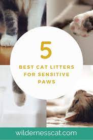 Best Cat Litter For Sensitive Paws Wildernesscat Best Cat Litter Cat Litter Natural Cat Litter