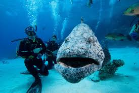 Image result for great barrier reef