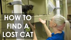 Lost and found pets of ontario. Lost And Found Pets Of Toronto Fb Page Home Facebook