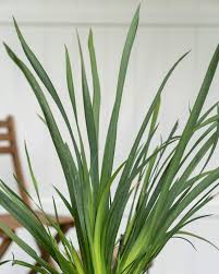 Image result for Dietes