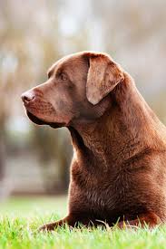 Pin En Labradores