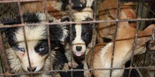 Puppy buyers are very serious about their purchase. Illicit Puppy Trade Trading Standards Scotland