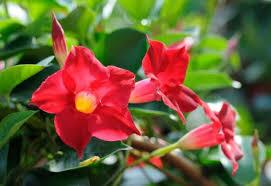 Image result for Dactyladenia