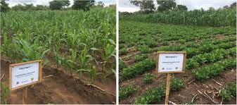 Farming and agricultural pest control. Bridging The Disciplinary Gap In Conservation Agriculture Research In Malawi A Review Springerlink