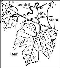 Angelheart, try removing the pests with a light spray from the garden hose first. How Vines Find Their Spines Thigmotropism In Morning Glory Tendrils Science Project