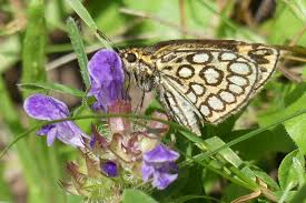 Image result for Heteropterus morpheus