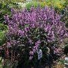 Midnight masquerade beard tongue is a fine choice for the garden, but it is also a good selection for planting in outdoor pots and containers. Penstemon Midnight Masquerade Garden Crossings