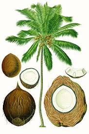 Rowan's name means a secret or to whisper and shares it's origin with rune. Coconut Tree Meaning In Marathi