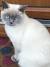 Blue Colourpoint British Shorthair